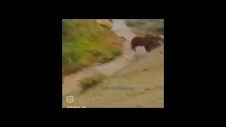 #Медведица