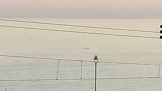 We Swam with Dolphins at Sunset in Liguria!