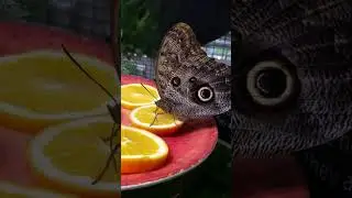 butterfly