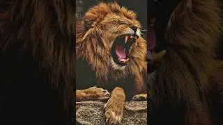 Lion Roar Sound Effect