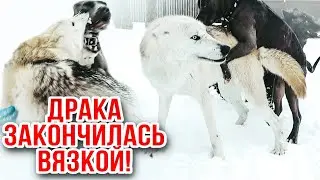 Питбуль против волка. Драка чуть не закончилась вязкой.