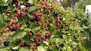 Особенность сбора ягод ежевики Вождь Джозевф