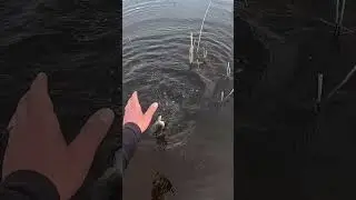 Болото полное рыбы!!! Эти карасища не дают мормышке упасть на дно!!!