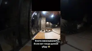 Тренд пошел не по плану😹#мем #мемы #юмор #прикол #тикток #жиза #жесть #кот #коты #котик #мяу #котэ