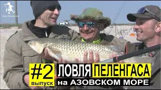 Ловля Пеленгаса с берега весной. Азовское море. Выпуск #2