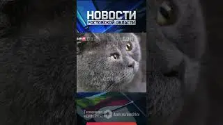 Кот Федя из Сальска способен обеспечить безбедную жизнь полсотни котов