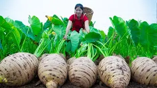 Harvesting Taro & Goes To Market Sell | Gardening And Cooking | Lý Tiểu Vân