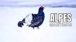 ALPES MARÍTIMOS | O Refúgio Selvagem da Europa - Documentário