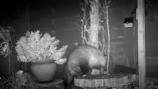 Flee in Badger