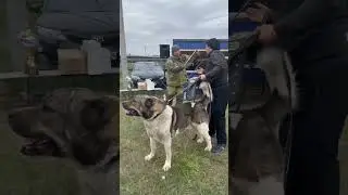 Малыш Monster/ 