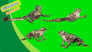 Frog Full Perform | Green Screen 3D Animation Video | VFX CREATOR STUDIO