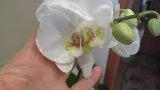 🔵 САМЫЙ СТРАННЫЙ ЦВЕТОК У ФАЛЕНОПСИСА. У меня такое впервые!