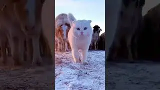 😎😎🐈🐈 
