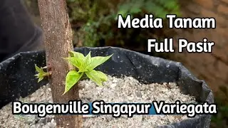 Begini caranya !!! 10 hari hasil stek bougenville singapur ori dan varigata tumbuh semi baru