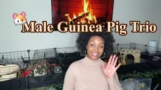 Guinea Pig Trio Update + Cage Tour