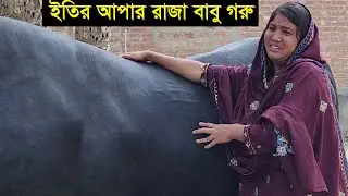 নারী উদ্যোক্তা ইতি আপার বড় গরু রাজাবাবু ওজন ও দাম সহ বিস্তারিত জানুন Eity big cow raja babu