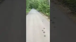 Kugoo M5 полный привод.