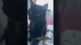 Кот тронул меня / весёлая утка