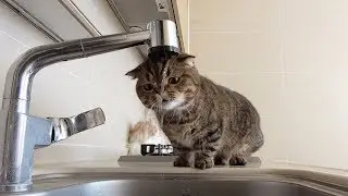 CAT LOGIC IN THE SINK