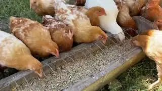 Глисты у кур несушек и молодняка профилактика и лечение//Состав корма для кур несушек и цыплят