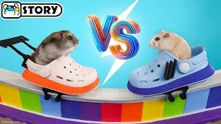 Hamsters on the Crocs Factory Obstacle Course 🐹 Homura Ham Pets