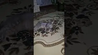 Сегодня дома сплю !