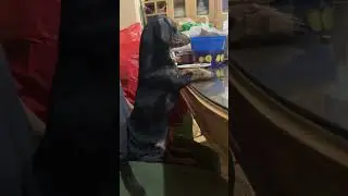 Watch This Mini Dachshund's Adorable Patience While Waiting for Lunch!