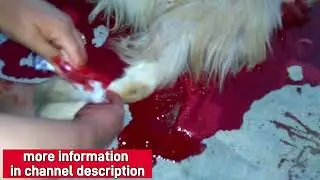Woman after slaughtering goat | Woman slaughter goat