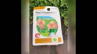 Обработка и подкормка роз в августе 🌹🌹🌹