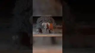 Носорог Пожалел о Нападении на Слона