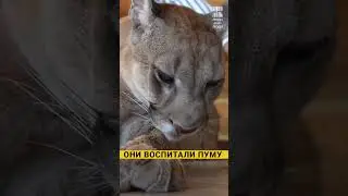 Усыновили Пуму
