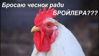 Ответы на вопросы по бройлеру и чесноку.(Брошу ли я чеснок?)