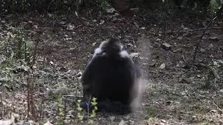 Tracking the Yunnan snub-nosed monkey, I ran into a couple of golden monkeys arguing, and they look