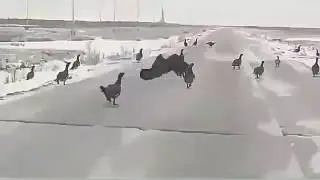 Глухари на дороге.