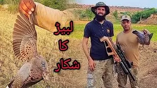 Russian Dove Hunting | QS mk3 bt | air gun Hunting | Hunting in Pakistan | FX impact m4