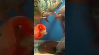 Aquarium with tropical fish. Аквариум рыбака. Огромные тропические рыбы в аквариуме. Рыбки. 