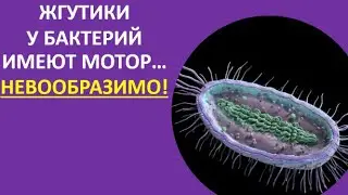 24. Жгутики у бактерий имеют мотор...Невообразимо!