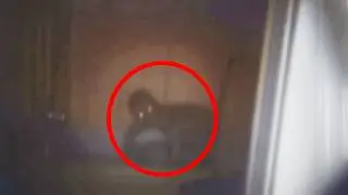 12 Mysterious Creatures Caught on Tape