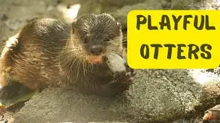 Otterly Adorable: Exploring the Playful World of Otters! Cute Compilation!