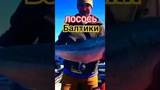 Лосось Балтики!!!, 