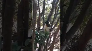 Lemur sifaca is having lunch. Antananarivo, Madagascar