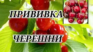 Cherry on cherry, and on cherry. My first experience.