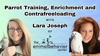 Parrot Training, Enrichment and Contrafreeloading with Lara Joseph of The Animal Behavior Center