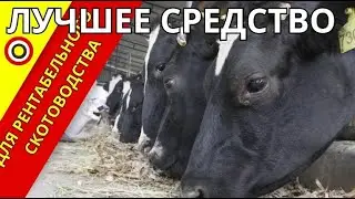 Курс Зоотехник: Кому подходит и какие отзывы?
