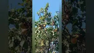 Симферополь сезон Абрикосов. 28 июня 2024 .