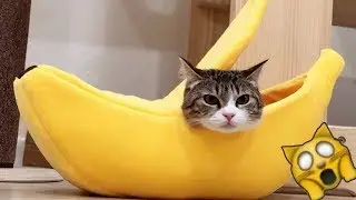 СМЕШНЫЕ КОТЫ видео про котов 2019 БАТЯ и КАКА приколы с котами
