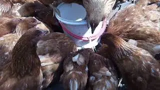 зерносмесь для кур несушек, простой и быстрый рецепт.