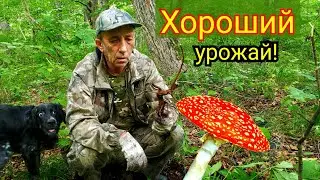 2020г. Элеутерококк, Женьшень или Мухоморы? Дары Приморской Уссурийской тайги.