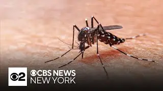 2 West Nile virus deaths, 1 case of EEE reported in New Jersey