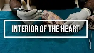 Heart 2 - Interior of the Heart